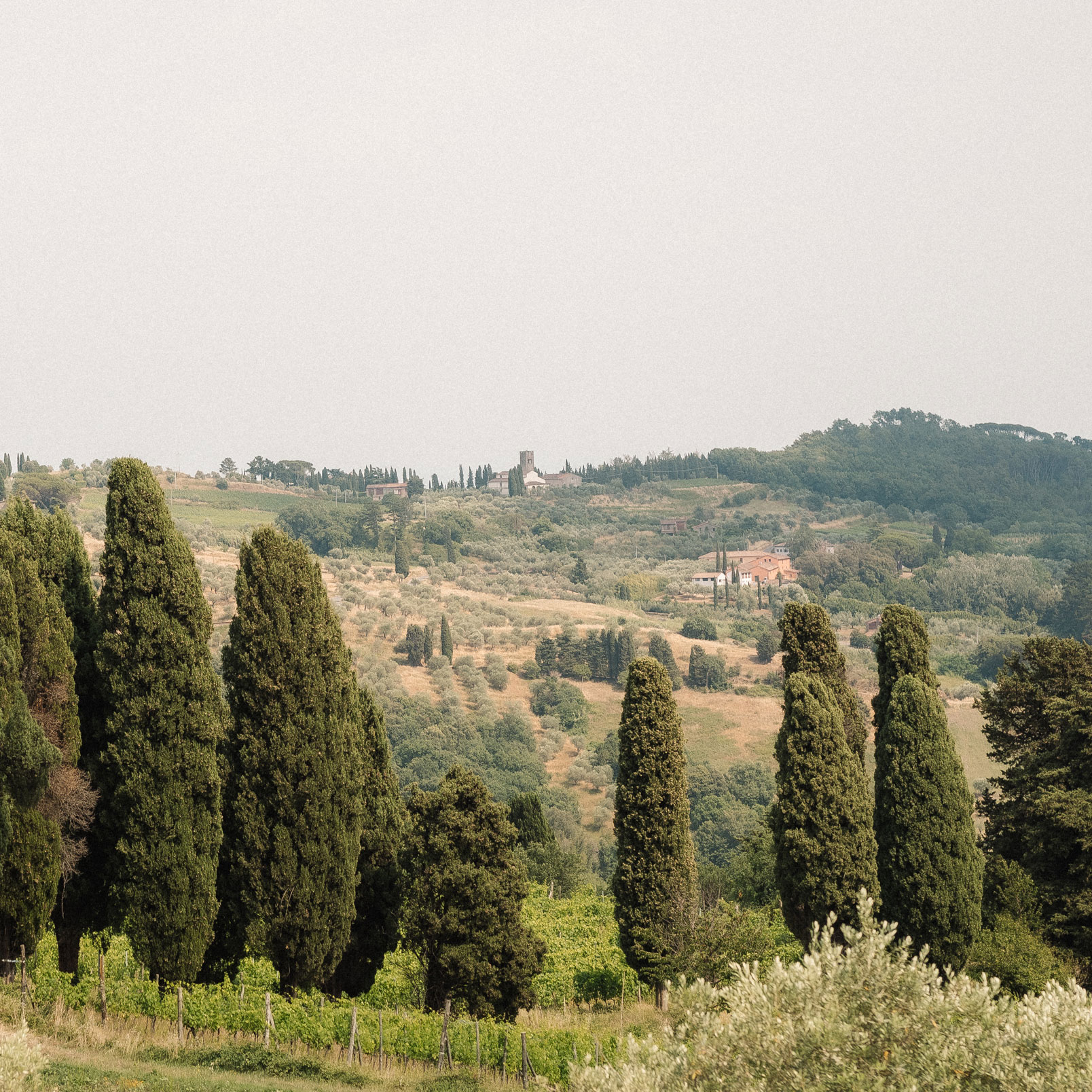 Photography, art direction, branding. Photo du domaine de Forci, Lucca, Toscane, Italie. Vineyards, vignoble.